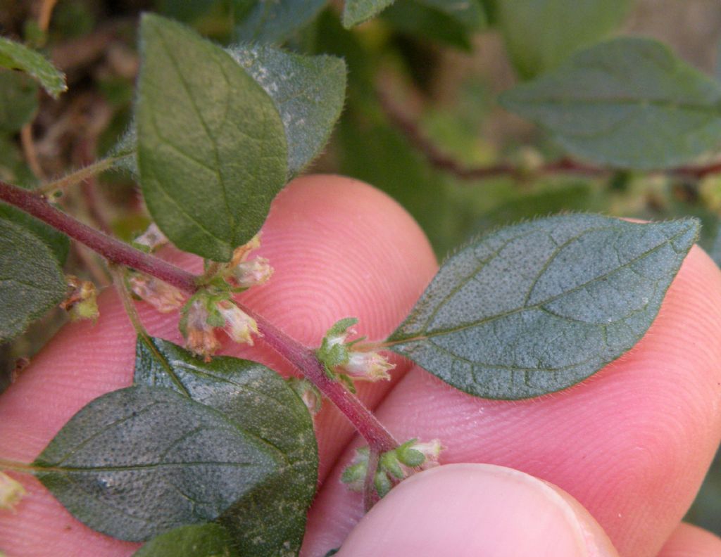 Parietaria judaica / Vetriola minore